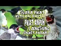 suara pikat burung kutilang ribut ampuh || pikat ampuh kutilang liar langsung mendekat lengket parah