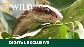 Catching A Sneaky Boomslang Snake Snakes In The City National Geographic Wild Uk