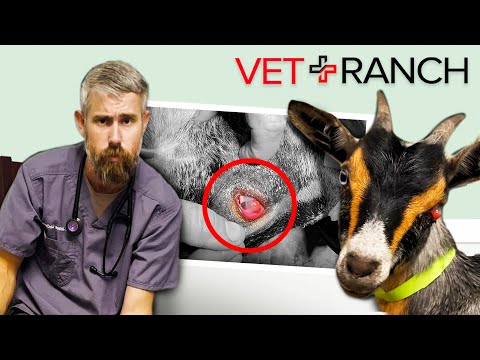 Goat Saved After HORRIFIC Eye Injury! - Goat Saved After HORRIFIC Eye Injury!