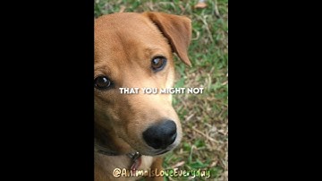 DOGS CAN SAVE YOUR LIFE 🤯🤕 #shorts