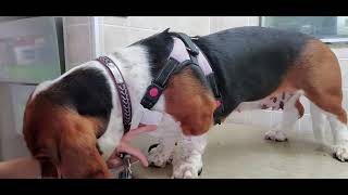 How to trim thick dog nails, Basset Hound dog breed, dog grooming