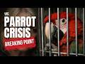 The Parrot Crisis: Why Rescues Are Reaching a Breaking Point