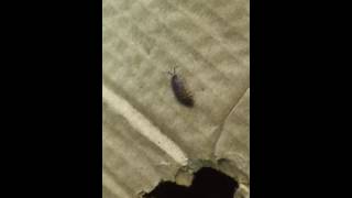 Gross silverfish eating cardboard