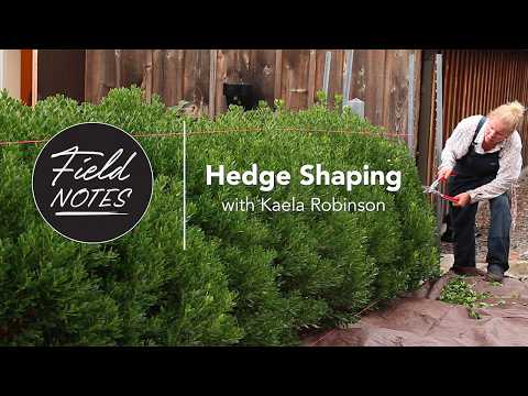 The Secret to a Perfect Hedge Shape | First Pruning Explained