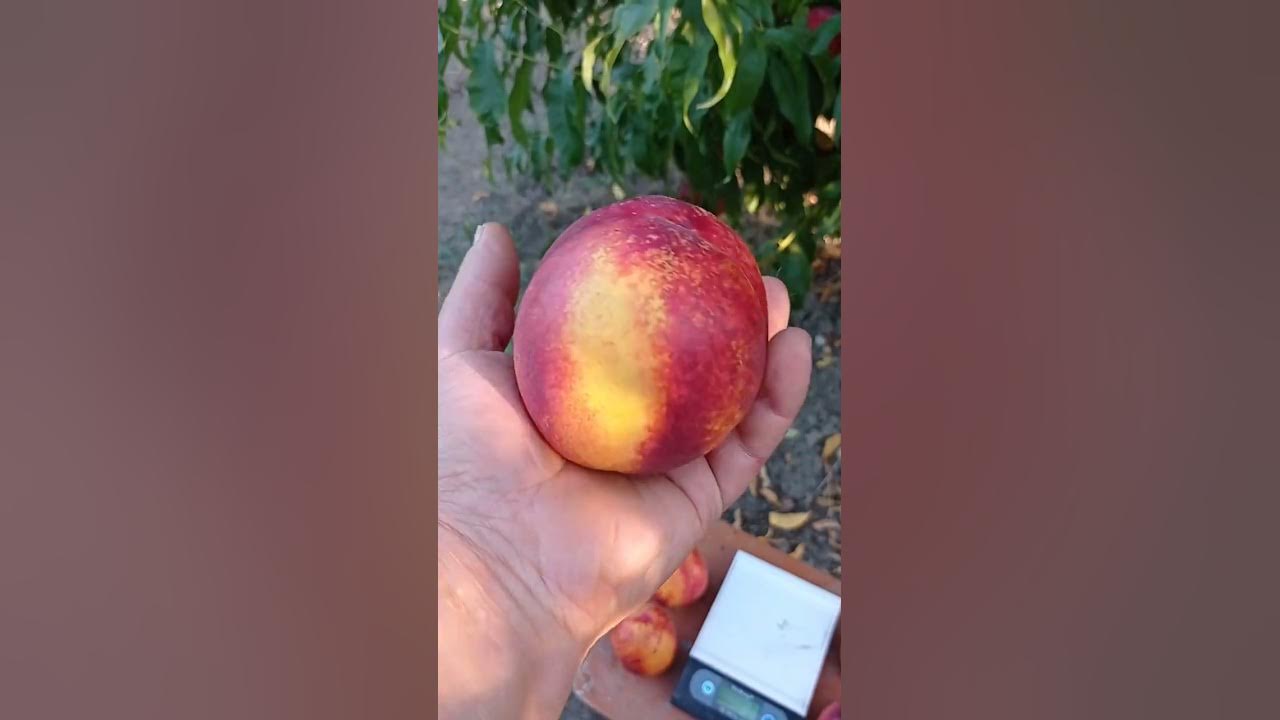 нектарин Старк Ред Голд ( Stark Red Gold ) - YouTube