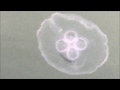 Jelly Fish Galore!