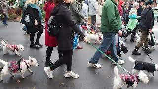 Westie Walk -  Alexandria Scottish Christmas Walk Parade