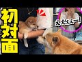 ペットロスの娘に内緒で飼った子犬を連れ帰ったら…感動の結末が…
