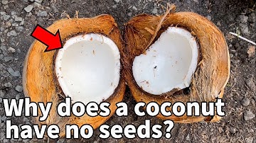 Everything You Didn’t Know About Coconuts | Coconut Disscetion