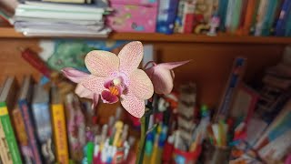 Орхидея отцвела что делать с цветоносами