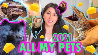 ALL MY PETS 2021! | EMZOTIC by Emzotic 241,944 views 2 years ago 26 minutes