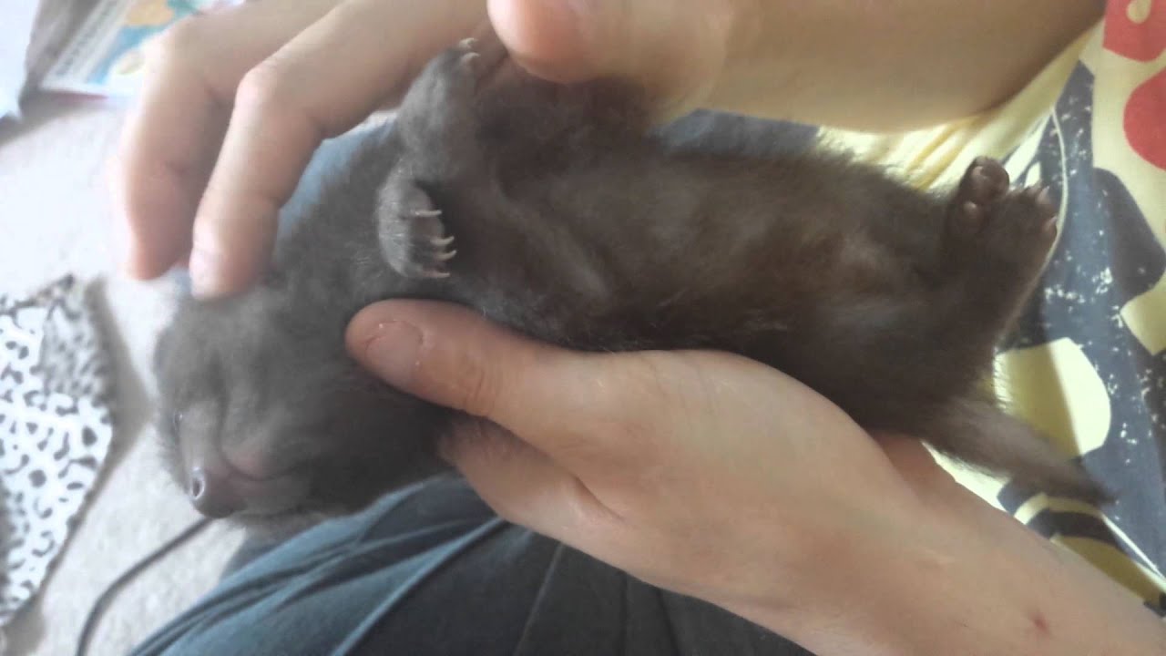 Sleepy tanuki tickles