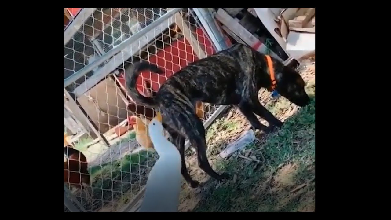скачати відео з тік ток