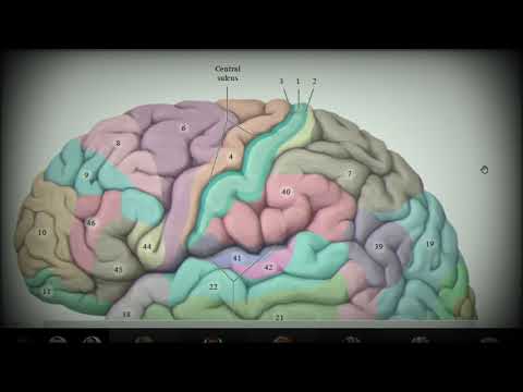 Анатомия с АВ. Конечный мозг (telencephalon), строение коры и функции.
