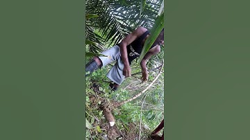 Harvesting cassava part 674 #shorts #farming #cassava #nature  #cassavaroots #cassavafarming