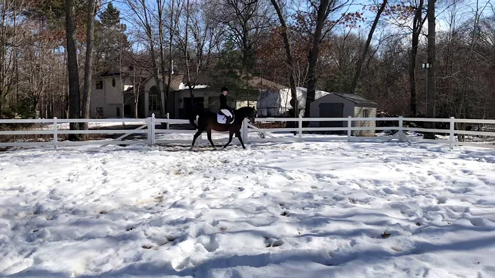Class: SHUS - Horse: Cant Biya Love - Rider: Sarah...