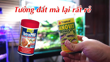 Thức ăn Tetra color, Tropical tưởng đắt mà lại rất rẻ - Thủy Sinh 4U