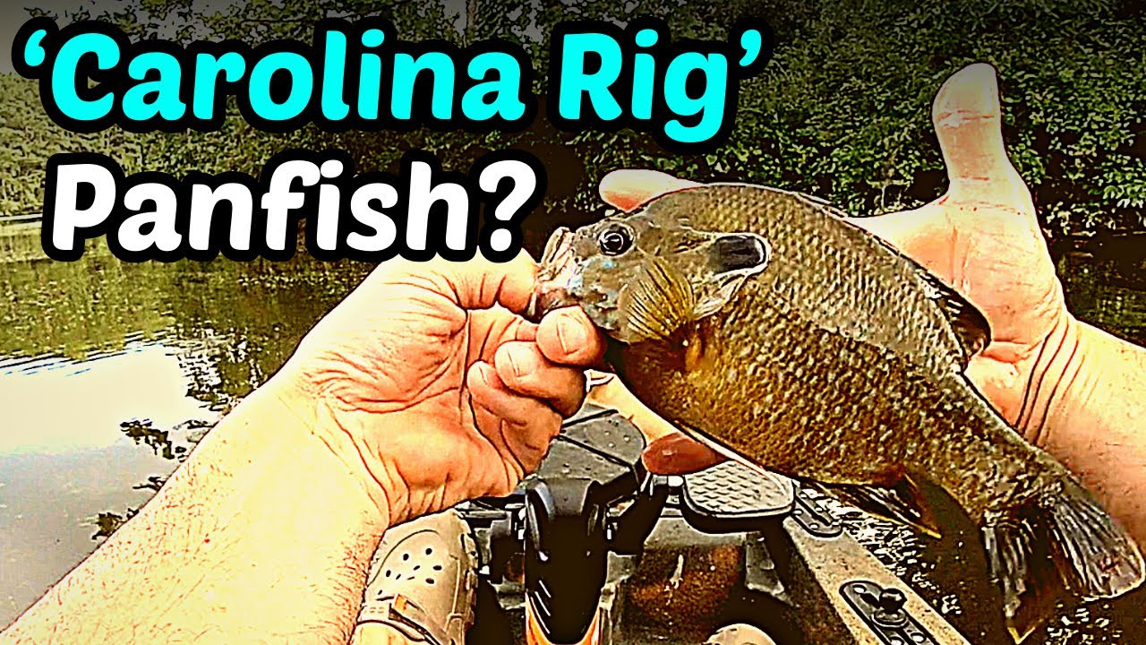 MINI Carolina Technique for Bluegill and ShellCracker 