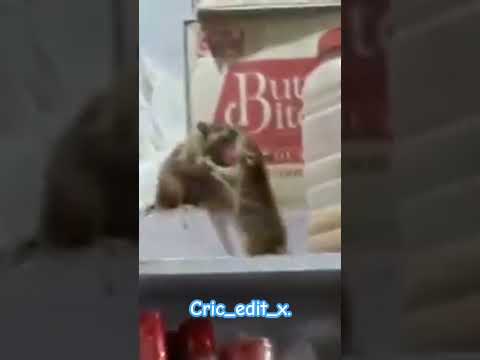 wwe between two mousse 🐭#shorts #subscribe