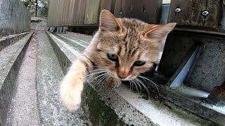 強烈に猫パンチしてくる子猫に出会った