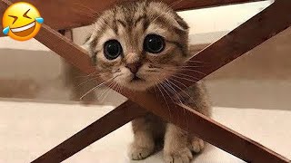 Funniest Cats and Dogs 2024 😹🐶 New Funny Animals Video 😍 Part 130