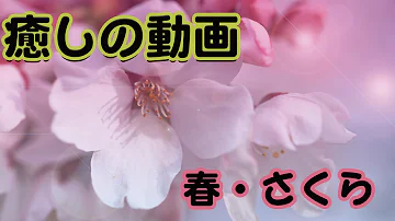 Download 桜花びらフリー素材 Mp4 Mp3