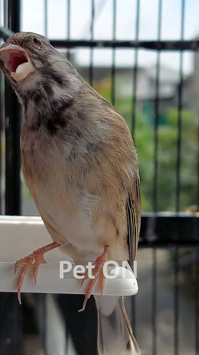 Blackthroat botswana jantan gacor suara jernih S2:E14 - Pet ON