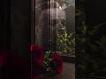 باسم الكربلائي يازمن من عندك سبب كل بلواى