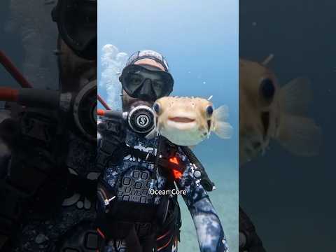 Divers And Marine Friends Animalbreedfacts Animal Greatbarrierreef 