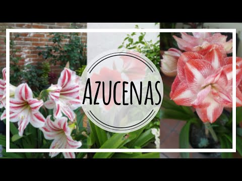 Video: Cultivo de azucenas: consejos para el cuidado de las azucenas