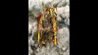 Pantek Amak ang kanciang (Cukia)