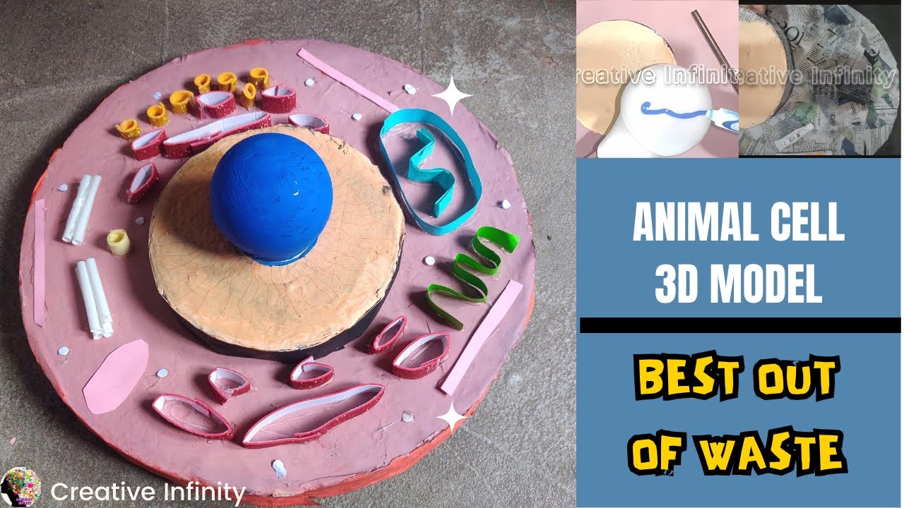 Easy Animal cell 3d model | school science project |𝘿𝙄𝙔| Thermocol Cell ...