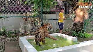 Tiger Exercise at Tiger Kingdom Chiang Mai!