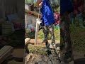 Manual pump dredging is insane! Old black water drained instantly