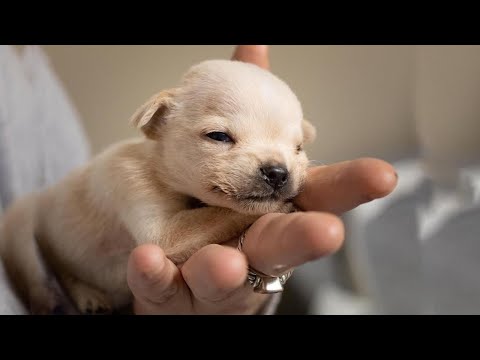 Video: Ang Pangunahing Gabay Sa Responsable Pet Adoption