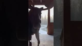 Doorbell Camera Captures Majestic Moose at the Front Door