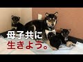 周南市福祉センターより親子わんこレスキュー