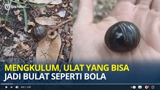 Mengkulum, Ulat yang Bisa Jadi Seperti Bola