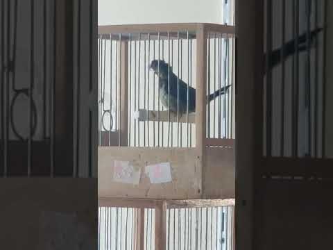 تغريد طائر الموانو او طائر البنغالي 