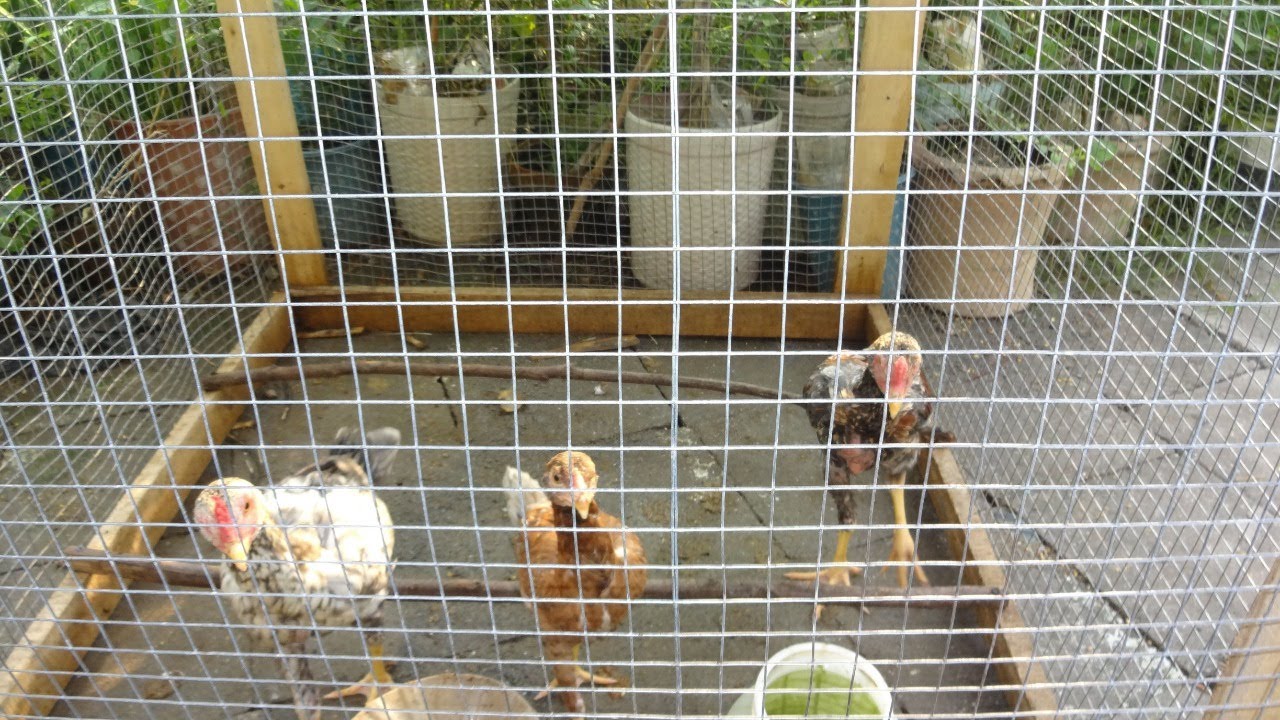 Poultry Farming in Pakistan YouTube