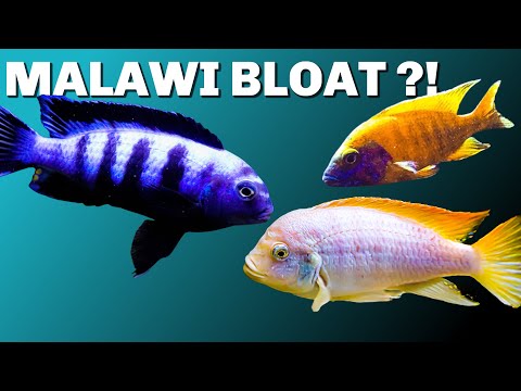 Malawi Bloat - Is This Dangerous for Your African Cichlids?
