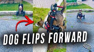 Precious Dog on Wheelchair Tries Chasing Cat but Flips Forward