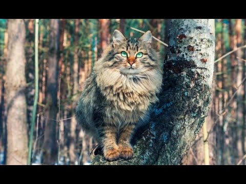 Video: Enfermedades hereditarias del gato del bosque siberiano