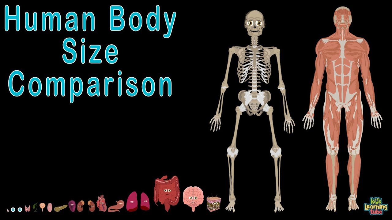 Human Body  and Human Body Size Comparison  Human Anatomy Size Comparisons