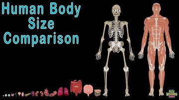 Human Body  and Human Body Size Comparison | Human Anatomy Size Comparisons