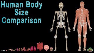 Human Body  and Human Body Size Comparison | Human Anatomy Size Comparisons screenshot 5