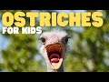 Ostrich Characteristics and Conservation
