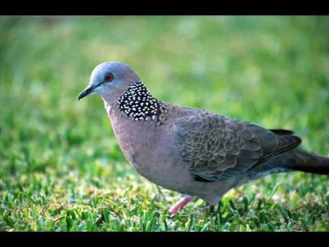 Video chim cu gáy mồi chuẩn, to, rõ, cực hay. ảnh minh họa - youtube