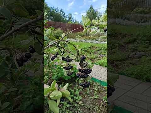 Video: Cotoneaster Chokeberry: descriere și proprietăți utile