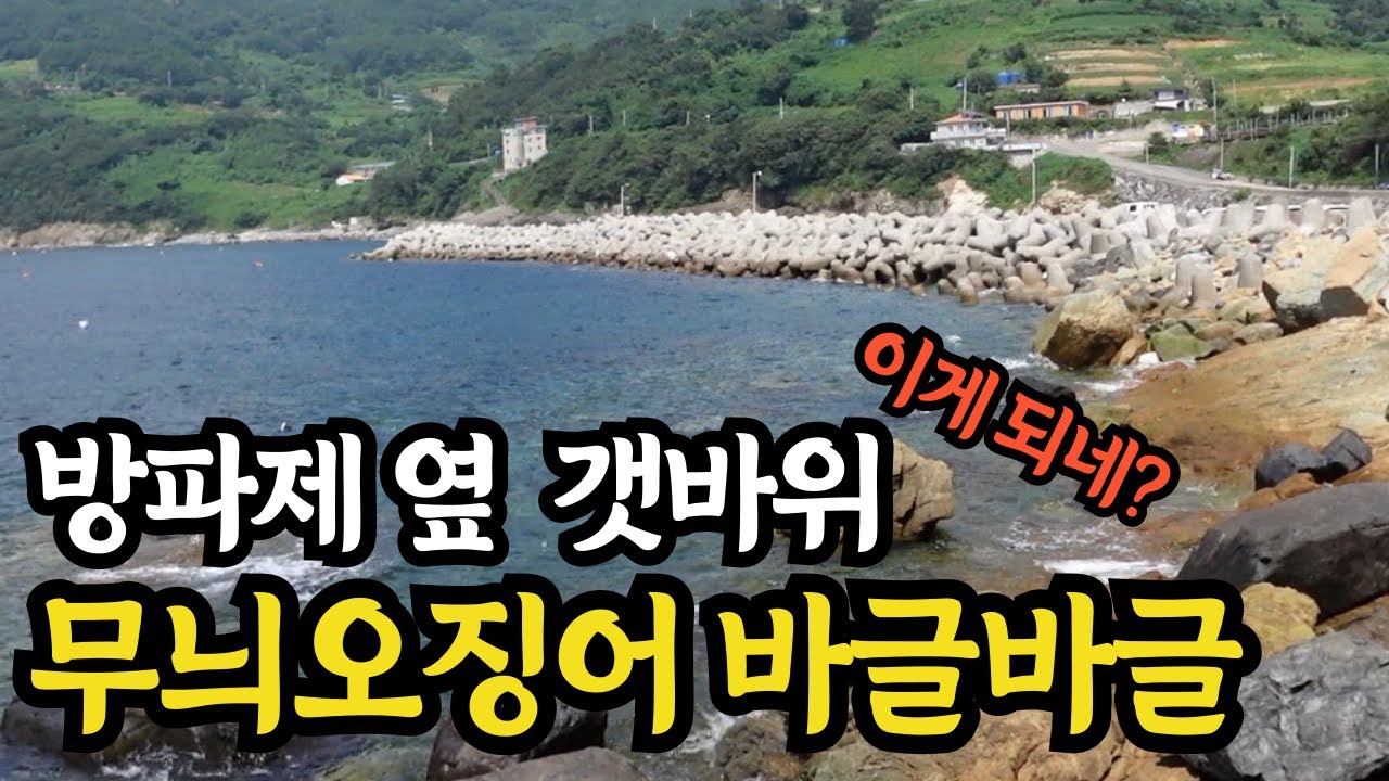 무늬오징어를 잡아보자